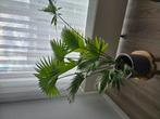 Kamerplant, Ophalen, Halfschaduw, Minder dan 100 cm