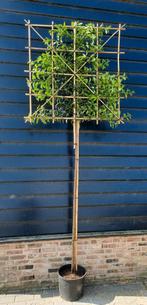 Portugese Laurier Leiboom Prunus Lusitanica Angustifolia 🌿, Tuin en Terras, Planten | Bomen, Ophalen, Halfschaduw