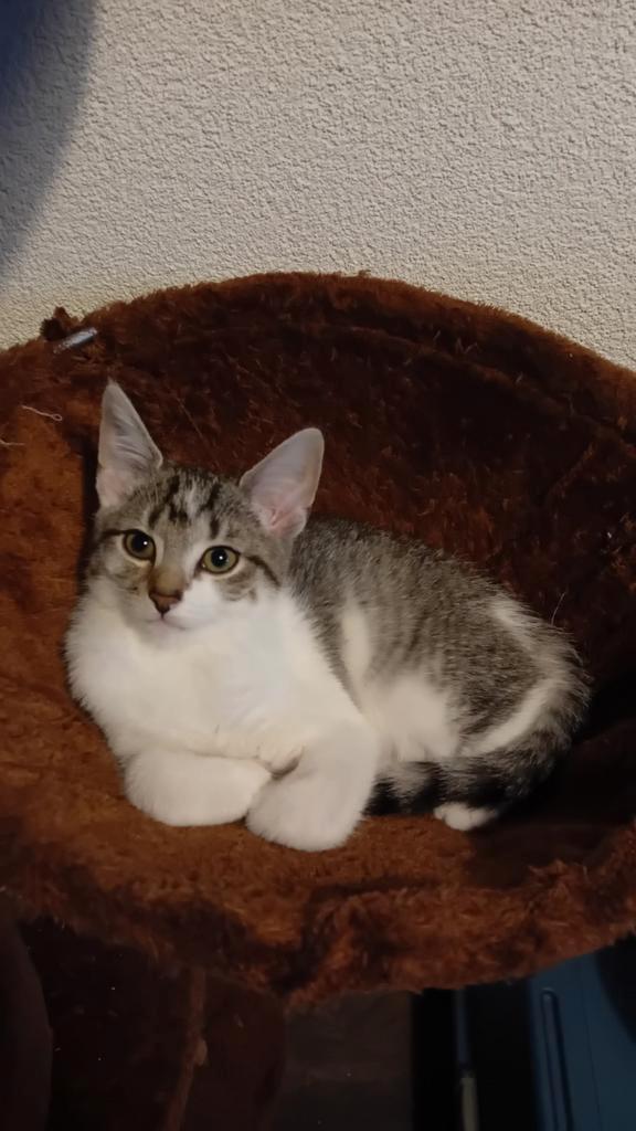 Nog 1 poesje, 8 augustus geboren, mag per direct weg., Dieren en Toebehoren, Katten en Kittens | Overige Katten, Kortharig, Poes