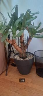 aloe plicatilis, Vetplant, 100 tot 150 cm, Ophalen of Verzenden, Volle zon