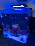 Aquarium Blue marine 60, Dieren en Toebehoren, Ophalen, Zo goed als nieuw, Leeg aquarium