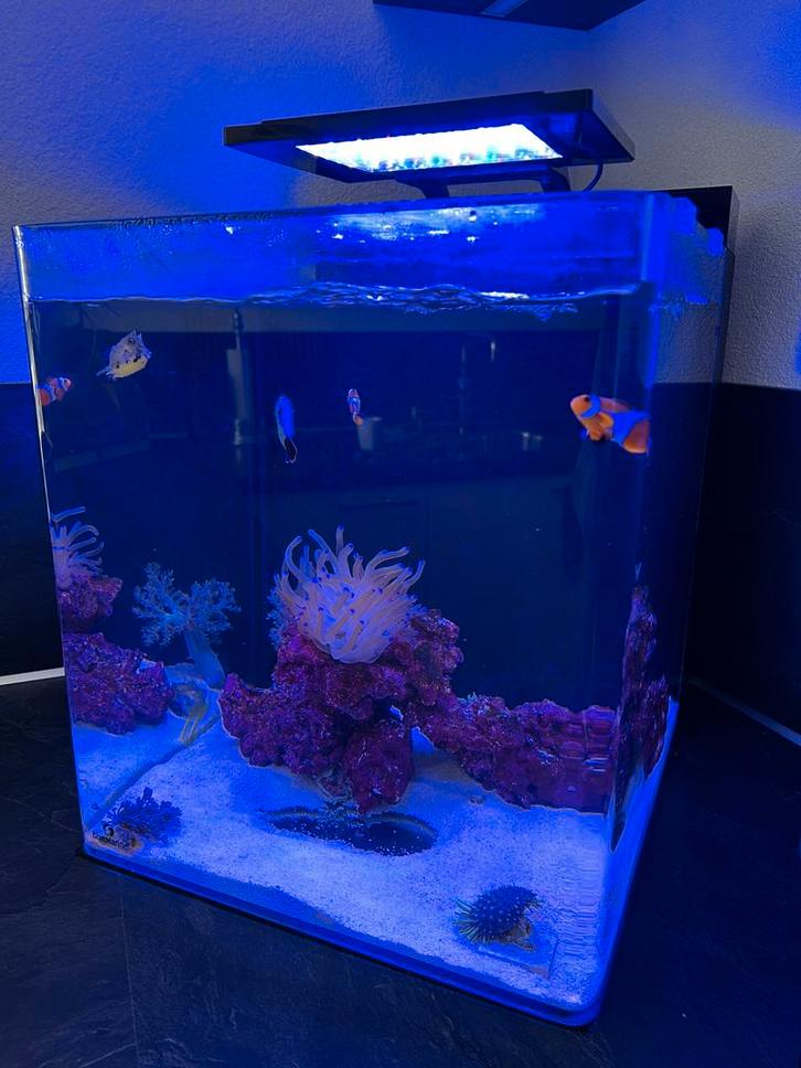 Aquarium Blue marine 60, Dieren en Toebehoren, Vissen | Aquaria en Toebehoren, Zo goed als nieuw, Leeg aquarium, Ophalen