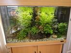 Compleet juwel aquarium 100 cm, Ophalen, Zo goed als nieuw, Gevuld zoetwateraquarium