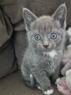Britse Korthaar x Maine Coon, Poes, Ontwormd, 0 tot 2 jaar