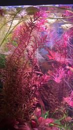 Aquarium planten rood 8 stekken., Ophalen, Nieuw, Plant(en), Steen of Hout