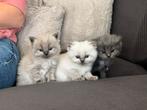 Ragdoll kittens, Dieren en Toebehoren, Katten en Kittens | Raskatten | Langhaar, Meerdere dieren, Gechipt, 0 tot 2 jaar