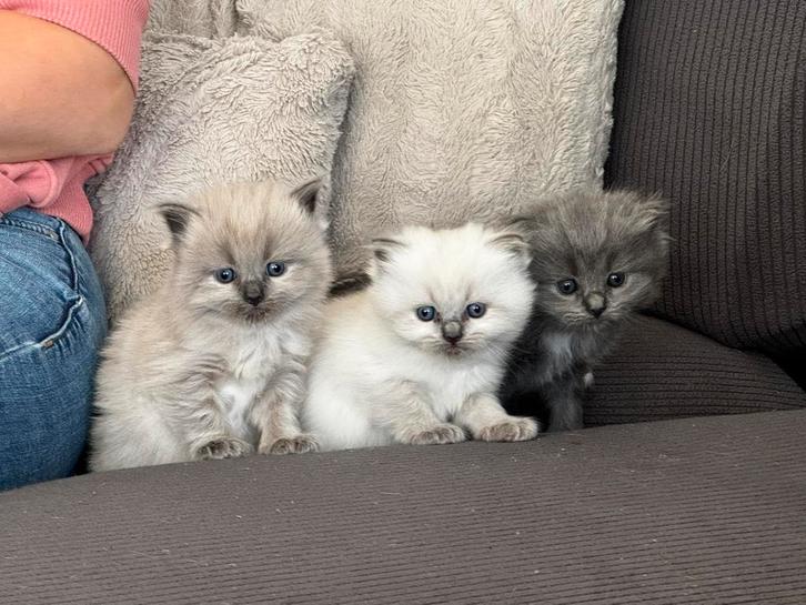 Ragdoll kittens prachtige kleuren, Dieren en Toebehoren, Katten en Kittens | Raskatten | Langhaar, Meerdere dieren, 0 tot 2 jaar
