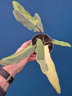 Alocasia Lauterbachiana Variegata p12 (2), Ophalen of Verzenden, Halfschaduw, Minder dan 100 cm
