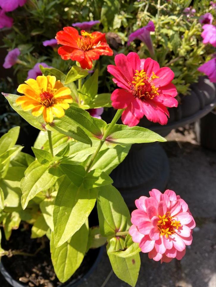 Zinnia zaden uit biologische tuin, Tuin en Terras, Bloembollen en Zaden, Zaad, Voorjaar, Volle zon, Ophalen of Verzenden