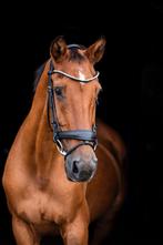 Anatomisch hoofdstel première full, Dieren en Toebehoren, Paarden en Pony's | Hoofdstellen en Tuigage, Ophalen of Verzenden, Gebruikt