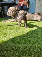 Pocket bully bewezen dekreu (niet tekoop), Dieren en Toebehoren, Honden | Bulldogs, Pinschers en Molossers, Reu, Bulldog, Eén hond