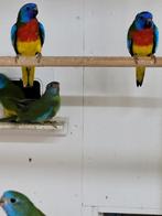 Wildkleur splendids mannen van 2025, Dieren en Toebehoren, Vogels | Parkieten en Papegaaien, Meerdere dieren, Parkiet, Geringd