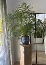 Palm plant kamerplant binnenplant inclusief pot, Huis en Inrichting, Kamerplanten, Palm, Ophalen of Verzenden, Halfschaduw