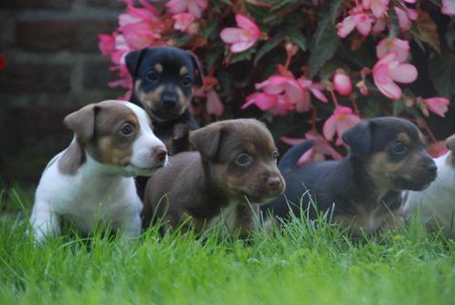 Jack Russell Pups Choco/lavendel/Black and tan, Dieren en Toebehoren, Honden | Jack Russells en Terriërs, Meerdere dieren, Jack Russell Terriër