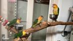 Caiques Süper tamme Jong Vogels 2025, Dieren en Toebehoren, Meerdere dieren, Geringd