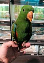 Edelpapegaai man super tam en echt super lief., Dieren en Toebehoren, Vogels | Parkieten en Papegaaien, Mannelijk, Papegaai, Tam