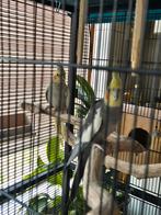2 vogels met eieren en kooi, Dieren en Toebehoren, Vogels | Parkieten en Papegaaien, Meerdere dieren, Dwergpapegaai of Agapornis