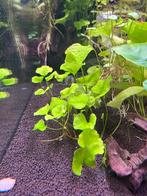 10x Nymphoides "Taiwan" aquariumplant stekjes, Vis