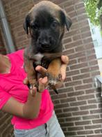 Pups Mechelse Herder x Presa Canario, Dieren en Toebehoren, Ophalen of Verzenden