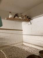 8 zebravinken, Meerdere dieren