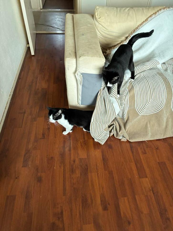 Twee katers (3 jaar oud ongeveer), Dieren en Toebehoren, Katten en Kittens | Overige Katten, Kater