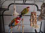 Vogels pracht rosella koppel, Meerdere dieren, Parkiet, Tam