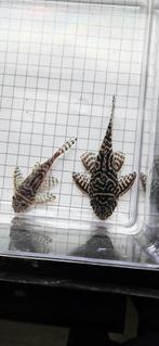 Two Wild Female L333 - 9 cm & 11 cm, Dieren en Toebehoren