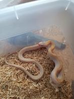 te koop 0.0.2 elaphe obsoleta quadrivittata te koop, Amfibie