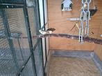 Te koop 3 koppels Harlekijnkanaries, Dieren en Toebehoren, Vogels | Overige Vogels, Meerdere dieren