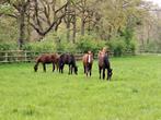 Paardenweide aangeboden, Dieren en Toebehoren, Paarden, Merrie, 0 tot 2 jaar