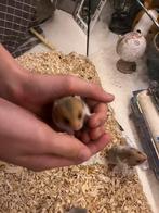 Lieve handtamme goudhamsters,  hamster, Dieren en Toebehoren, Knaagdieren, Hamster, Meerdere dieren, Tam, September