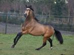 Stoere valk cruzado andalusier pre ruin, Dieren en Toebehoren, Paarden, Minder dan 160 cm, Ruin, Dressuurpaard, 3 tot 6 jaar