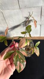 Syngonium pink splash, Huis en Inrichting, Kamerplanten, Ophalen, Halfschaduw, Minder dan 100 cm