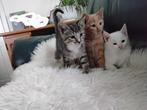 Leuke kittens, Dieren en Toebehoren, Katten en Kittens | Overige Katten, Poes, Kortharig, 0 tot 2 jaar