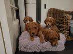 Mini Australian Labradoodle teefjes, Dieren en Toebehoren, Honden | Retrievers, Spaniëls en Waterhonden, Overige rassen, 8 tot 15 weken