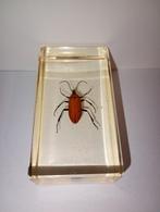 insect in epoxy hars 01, Verzamelen, Ophalen of Verzenden, Nieuw, Insect, Beeldje of Figuurtje