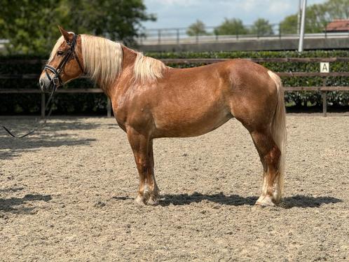 TOP BRAVE en onwijs lieve kruising haflinger merrie, Dieren en Toebehoren, Paarden, Merrie, B, Minder dan 160 cm, 7 tot 10 jaar