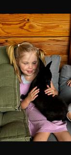 Twee lieve tamme konijnen met onderkomen, Dieren en Toebehoren, Mannelijk, Groot, 3 tot 5 jaar