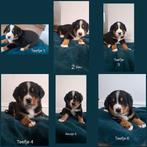 Pups Grote Zwitserse Sennen x Berner Sennen, Dieren en Toebehoren, Overige rassen, CDV (hondenziekte), 8 tot 15 weken, Meerdere