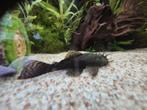 Bewezen koppel L144/borstelneus, Dieren en Toebehoren, Vissen | Aquariumvissen, Vis