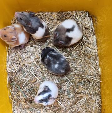 Syrische hamsters jong (goudhamsters) beschikbaar voor biedingen