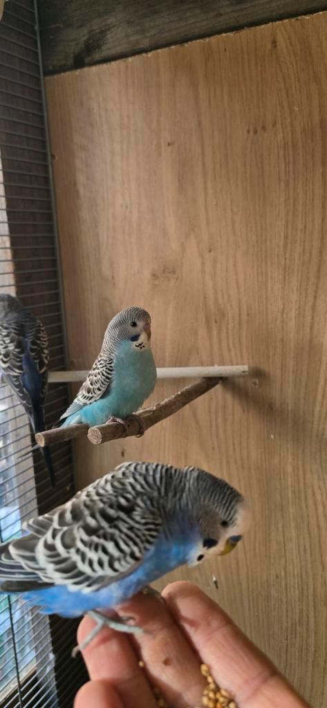 Mooie en gezonde parkieten te koop, Dieren en Toebehoren, Vogels | Parkieten en Papegaaien, Parkiet, Meerdere dieren, Tam