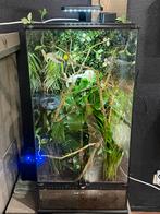 Exo terra 45/45/90 met 3 wimpergekkos, Dieren en Toebehoren, Reptielen en Amfibieën, Hagedis, 0 tot 2 jaar