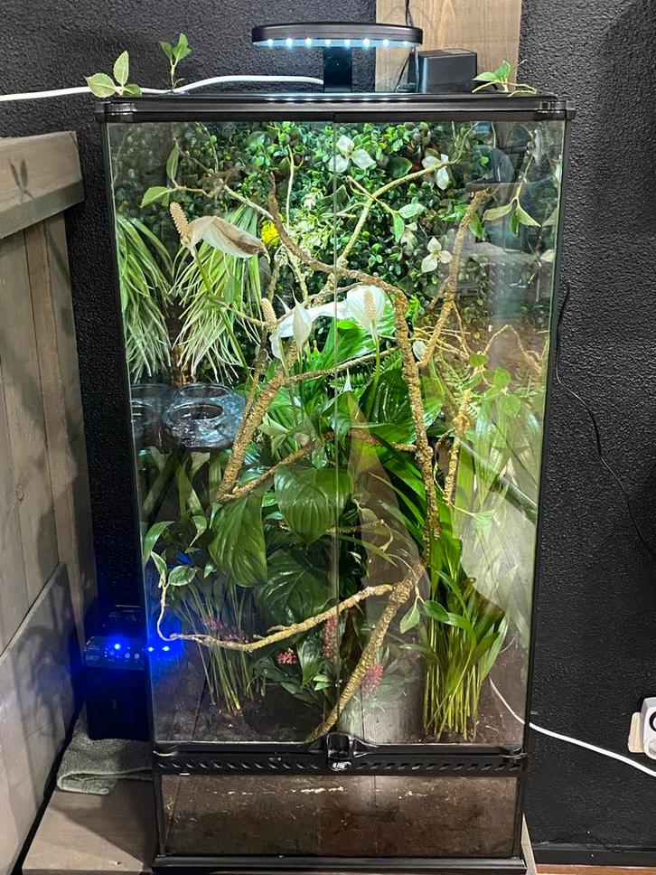 Exo terra 45/45/90 met 3 wimpergekkos