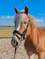 Knappe lieve haflinger merrie!!, Dieren en Toebehoren, Paarden, Minder dan 160 cm, 7 tot 10 jaar, Recreatiepaard, Merrie