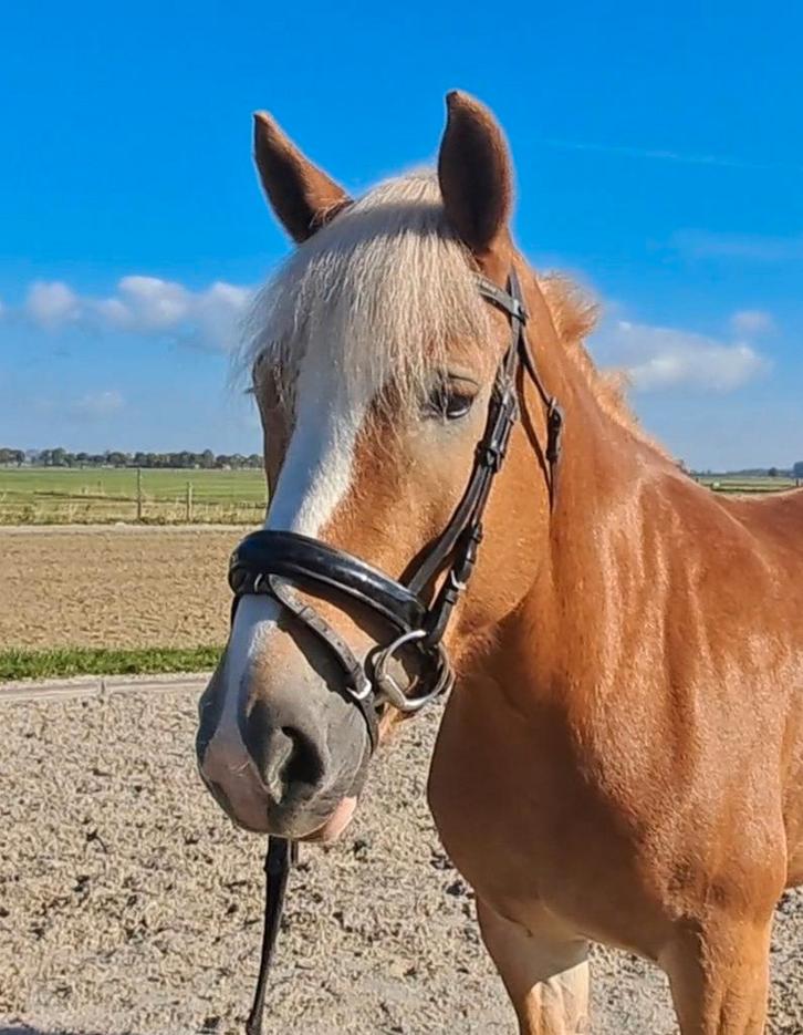Knappe lieve haflinger merrie!!, Dieren en Toebehoren, Paarden, Merrie, Minder dan 160 cm, 7 tot 10 jaar, Recreatiepaard, Gechipt