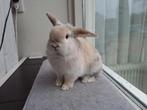 Super lief minilop konijntje, Dieren en Toebehoren, Konijnen, Mannelijk, Dwerg