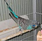 Blackface split blackwing split hagoromo man, Dieren en Toebehoren, Vogels | Parkieten en Papegaaien, Meerdere dieren, Parkiet