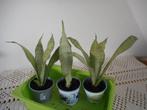sanseveria moonshine lucht zuiverende plant, Ophalen of Verzenden, Halfschaduw, Minder dan 100 cm