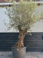 Olea europaea olijfboom stamomtrek 80/100cm, 100 tot 250 cm, Olijfboom, Zomer, Ophalen